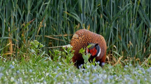 Bird sounds – Common pheasant (Phasianus colchicus) смотреть онлайн