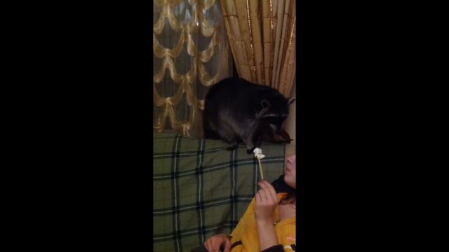 Енот Вильсон и зефир смотреть онлайн