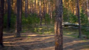 Suzuki XF 650 Freewind. Едем в Чертово городище