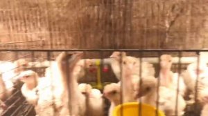 Индюки бройлерные. Дюрочки