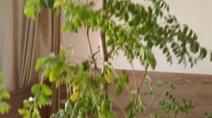 Вьетнам. Чем лечатся вьетнамцы? Маринго - панацея от всех болезней. Как выглядит Маринго.