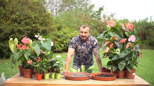 ANTÚRIO a FLOR mais procurada смотреть онлайн