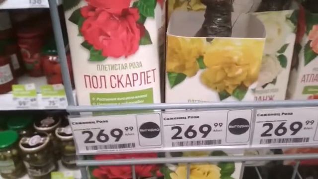 В "Пятёрочку" завезли саженцы и луковицы. Розы, гладиолусы, плодовые и декоративные кустарники. смотреть онлайн