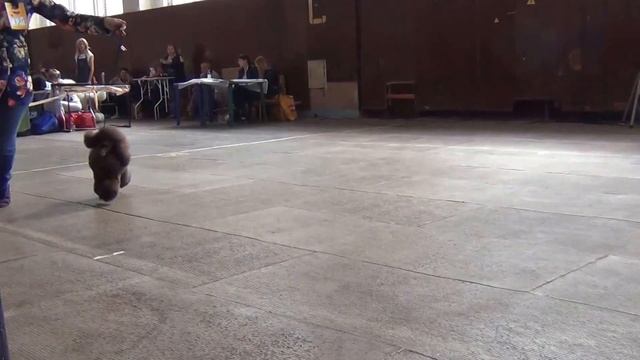 00178 Моно пуделей 'ЧЕЛЯБА' 2015 сравнение мини коричневых смотреть онлайн