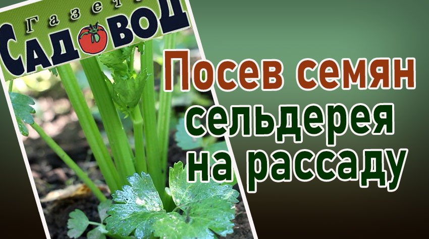 Посев семян сельдерея на рассаду