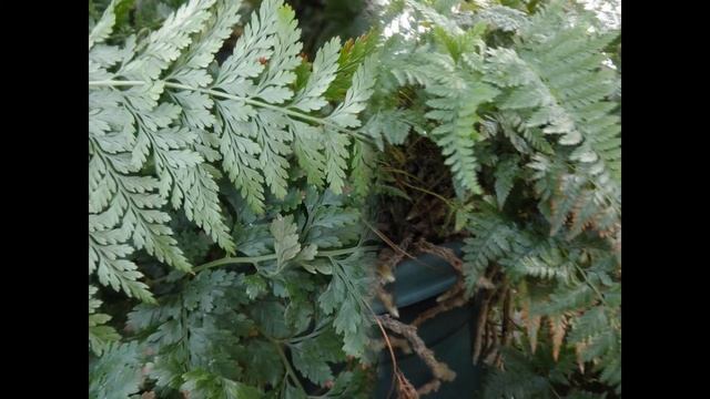 ДАВАЛЛИЯ (DAVALLIA) Папоротник сем. Даваллиевые смотреть онлайн