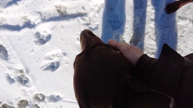 Заступился за хозяина! Первая драка Люцифера, постоял за себя смотреть онлайн