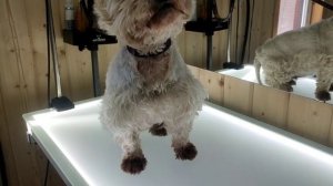 Тримминг для вестика Любаши