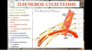 Спинномозговые нервы. Сплетения.