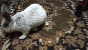 КРОЛИКИ//БОЛЬШОЕ СВЕТЛОЕ СЕРЕБРО//Пополнение в хозяйстве