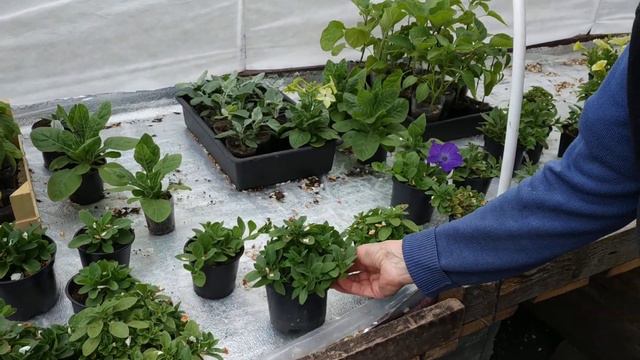 Обзор рассады средина мая / ампельная петуния смотреть онлайн