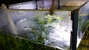 Как убрать известковый налёт со стекол аквариума