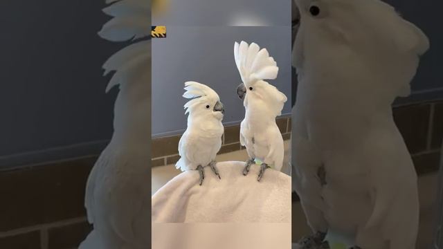 dancing cockatoos