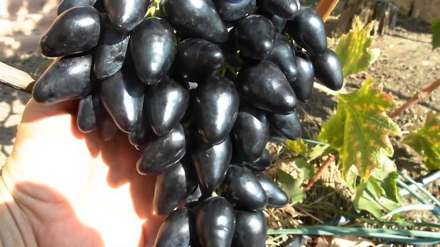 Виноград - Чёрный клювик . смотреть онлайн