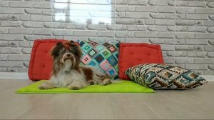 Биро-йорк, цветные Йорки, разновидности йорков,