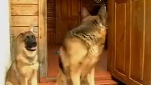 питомник роверлайн