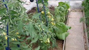 ТОМАТ СПРУТ СЛИВКА