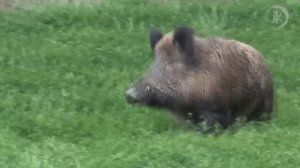 ВЫДЕРЖИТ ЛИ КАБАН УДАР В ПОЛ ТОННЫ? Дикий Кабан против барана, волков, медведя, варана и леопарда