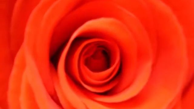 Алые розы смотреть онлайн