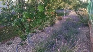 Крымский прованс. Время лаванды. Блог 24.06.23