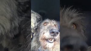 Ирландский волкодав