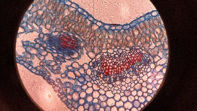 плейлист для романтизации изучения бойологии смотреть онлайн
