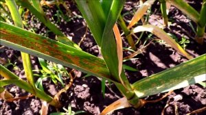 Ржавчина на чесноке  Обработка Спасение урожая 2021г