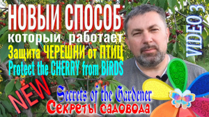Защита ЧЕРЕШНИ от ПТИЦ. Фильм 3. НОВЫЙ Способ – Который РАБОТАЕТ !!! "Секреты Садовода"