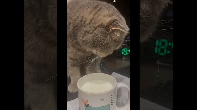 Кот Пуша