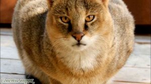➤ Самые грозные и дикие породы кошек ➤ Каких кошек нельзя заводить ➤ Опасные породы кошек