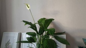 Пересадила спатифиллум в сентябре. Мои растения на подоконнике. 24.09.23