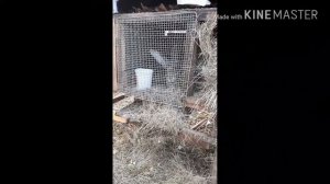 Разведение кроликов. Содержание кроликов + кормление и уход за ними.