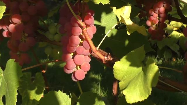 Паланга - урожай 2019. Невероятно красивый и ароматный виноград для вина смотреть онлайн