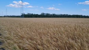 Пшеницы поле золотое