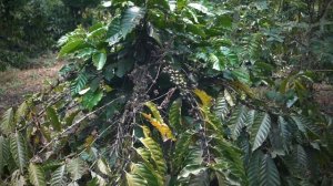 Вы знаете, как растет кофейное дерево?