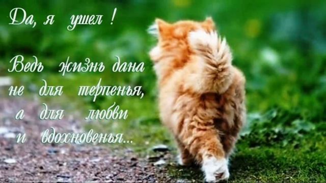 В доме не приживаются кошки. Почему?