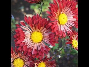 №72 Хризантема корейская ВЕРЕСНЕВЫЙ БИСЕР 10.09.23 г.