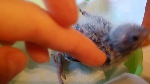Часть 1. Выкормыши. Искусственное выкармливание птенцов попугая.