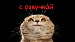 Приколы с котами и собачками! Смешные коты с ОЗВУЧКОЙ! Смешные животные