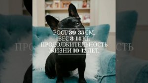 Топ 5 пород собак идеально подходящих для квартиры.