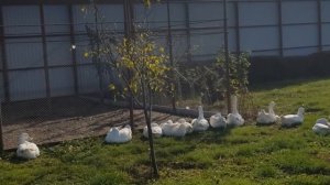 Вышла с гусями в огород,а там...шампиньоны...ложные.Как отличить и не отравиться.
