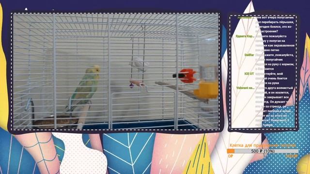 СТРИМ On Line Ответы на вопросы о попугаях