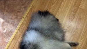 Что надо для появления щенка дома ? Все подробно 🐕#йорк #вольфшпиц