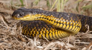 Самая ядовитая змея в мире Тигровая змея.mp4