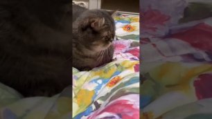 Пухляш играет с одеялом
