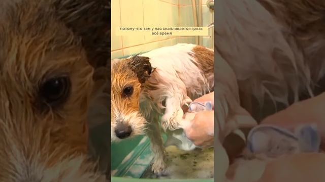 Почему важно мыть подушечки лап? смотреть онлайн