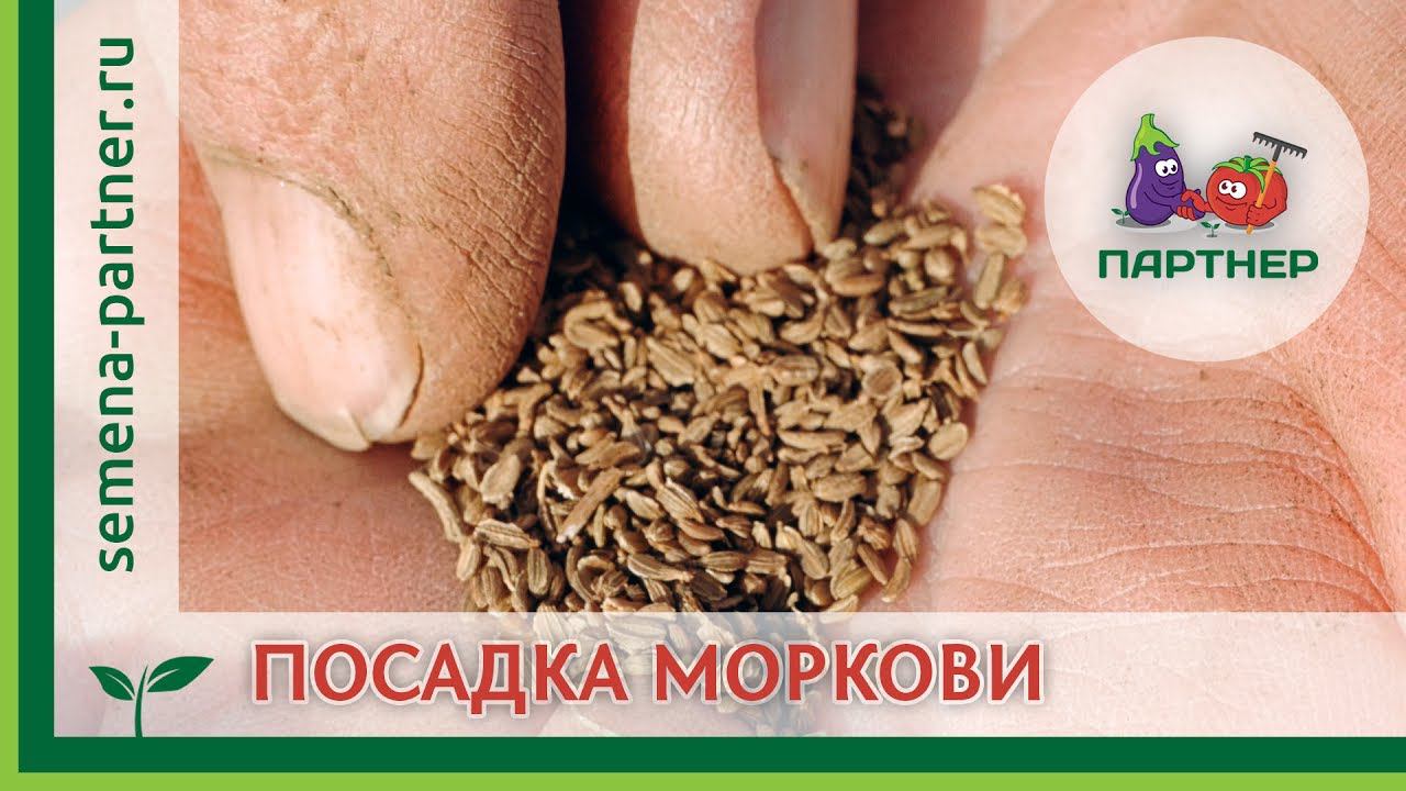 КАК МОРКОВЬ ПОСЕЕШЬ, ТАК И СОБЕРЕШЬ: ПОСЕВ В ГРУНТ
