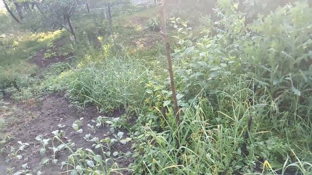 Уничтожение поросли слив с пользой | Без гербицидов и выкапывания, это работает! смотреть онлайн