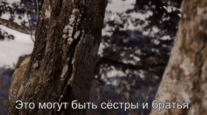 К чему снится Зуб сломался? Толкование сна по сонникам Миллера и Фрейда