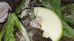 архахатина пурпурея альбино